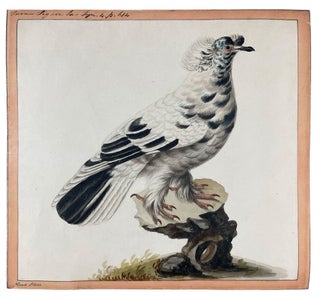 Item #40590 Turner Pigeon. Sarah STONE