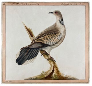 Item #40591 Common Turtle. Sarah STONE