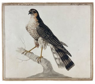 Item #40592 Sparrow Hawk. Sarah STONE