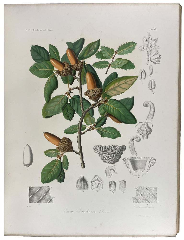Item #40621 Les ch&ecirc;nes de l'Europe et de l'Orient, descriptions et figures de toutes les esp&egrave;ces, suivies de consid&eacute;rations sur leur culture dans l'Europe centrale, accompagn&eacute;es de 40 planches chromolithographi&eacute;es. Karl Georg Theodor KOTSCHY, Carl HOREGSCHJ, 19th c.