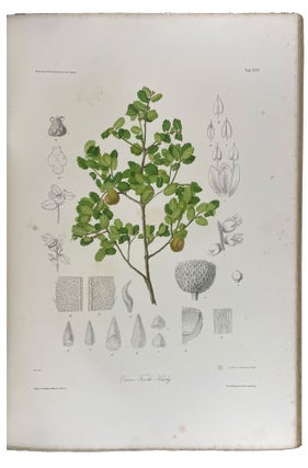 Les chênes de l'Europe et de l'Orient, descriptions et figures de toutes les espèces, suivies de considérations sur leur culture dans l'Europe centrale, accompagnées de 40 planches chromolithographiées