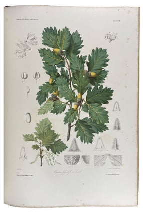 Les chênes de l'Europe et de l'Orient, descriptions et figures de toutes les espèces, suivies de considérations sur leur culture dans l'Europe centrale, accompagnées de 40 planches chromolithographiées