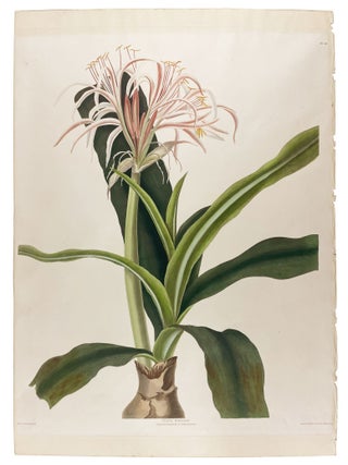 Item #40676 Crinum Peduculato-Zeylanicum. Priscilla BURY, Robert HAVELL, artist, engraver