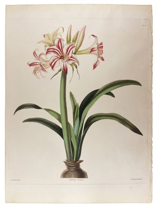 Item #40677 Amaryllis Superba. Priscilla BURY, Robert HAVELL, artist, engraver