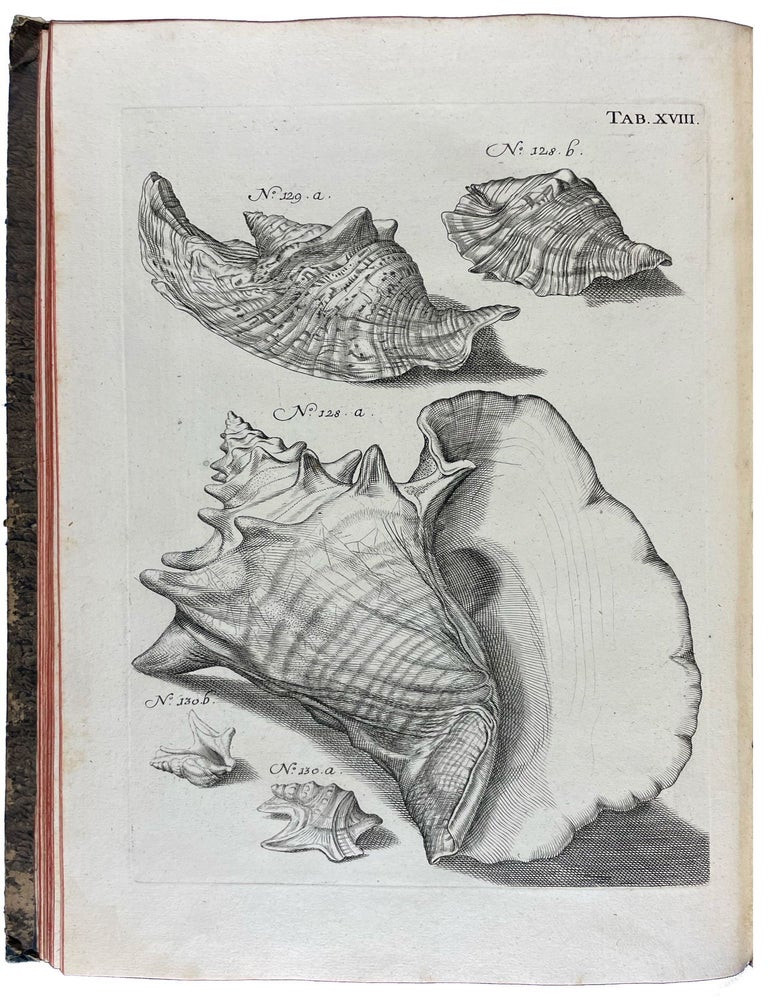 Item #40805 Musei Gottwaldiani Testaceorum, Stellarum Marinarum et Coralliorum quae Supersunt Tablulae. Die Conchylien, Seesterne und Meergew&auml;chseder der Ehemalingen Gottwaldtischen Naturaliensammlung. Johann Samuel SCHR&Ouml;TER.