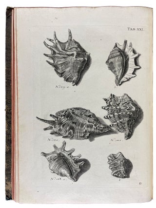 Musei Gottwaldiani Testaceorum, Stellarum Marinarum et Coralliorum quae Supersunt Tablulae. Die Conchylien, Seesterne und Meergew&auml;chseder der Ehemalingen Gottwaldtischen Naturaliensammlung