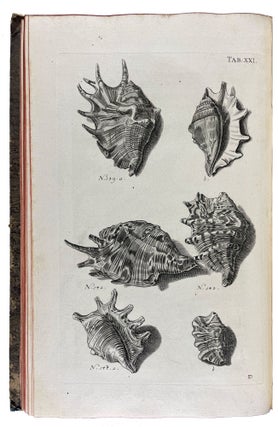 Musei Gottwaldiani Testaceorum, Stellarum Marinarum et Coralliorum quae Supersunt Tablulae. Die Conchylien, Seesterne und Meergewächseder der Ehemalingen Gottwaldtischen Naturaliensammlung