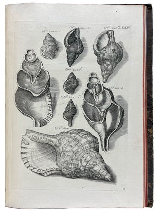 Musei Gottwaldiani Testaceorum, Stellarum Marinarum et Coralliorum quae Supersunt Tablulae. Die Conchylien, Seesterne und Meergew&auml;chseder der Ehemalingen Gottwaldtischen Naturaliensammlung