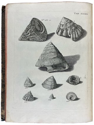 Musei Gottwaldiani Testaceorum, Stellarum Marinarum et Coralliorum quae Supersunt Tablulae. Die Conchylien, Seesterne und Meergew&auml;chseder der Ehemalingen Gottwaldtischen Naturaliensammlung