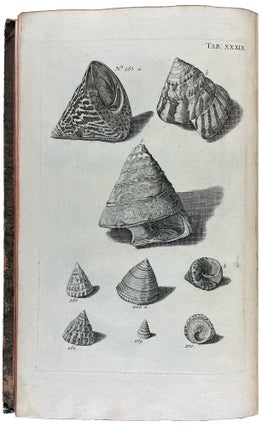 Musei Gottwaldiani Testaceorum, Stellarum Marinarum et Coralliorum quae Supersunt Tablulae. Die Conchylien, Seesterne und Meergewächseder der Ehemalingen Gottwaldtischen Naturaliensammlung