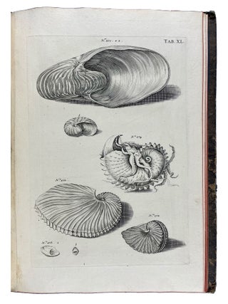 Musei Gottwaldiani Testaceorum, Stellarum Marinarum et Coralliorum quae Supersunt Tablulae. Die Conchylien, Seesterne und Meergew&auml;chseder der Ehemalingen Gottwaldtischen Naturaliensammlung