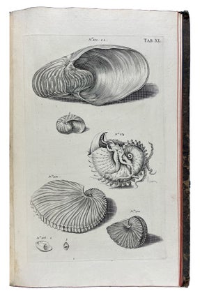 Musei Gottwaldiani Testaceorum, Stellarum Marinarum et Coralliorum quae Supersunt Tablulae. Die Conchylien, Seesterne und Meergewächseder der Ehemalingen Gottwaldtischen Naturaliensammlung