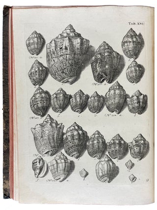 Musei Gottwaldiani Testaceorum, Stellarum Marinarum et Coralliorum quae Supersunt Tablulae. Die Conchylien, Seesterne und Meergew&auml;chseder der Ehemalingen Gottwaldtischen Naturaliensammlung