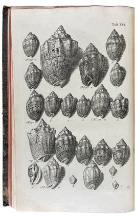 Musei Gottwaldiani Testaceorum, Stellarum Marinarum et Coralliorum quae Supersunt Tablulae. Die Conchylien, Seesterne und Meergewächseder der Ehemalingen Gottwaldtischen Naturaliensammlung