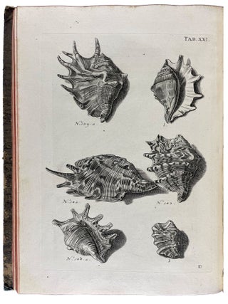 Musei Gottwaldiani Testaceorum, Stellarum Marinarum et Coralliorum quae Supersunt Tablulae. Die Conchylien, Seesterne und Meergew&auml;chseder der Ehemalingen Gottwaldtischen Naturaliensammlung