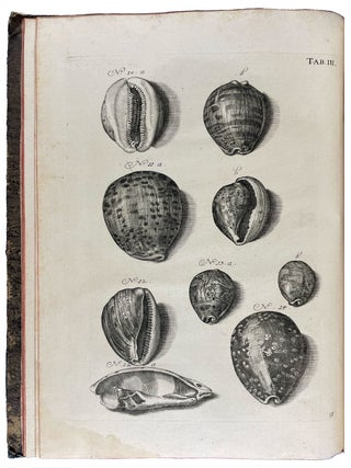 Musei Gottwaldiani Testaceorum, Stellarum Marinarum et Coralliorum quae Supersunt Tablulae. Die Conchylien, Seesterne und Meergew&auml;chseder der Ehemalingen Gottwaldtischen Naturaliensammlung