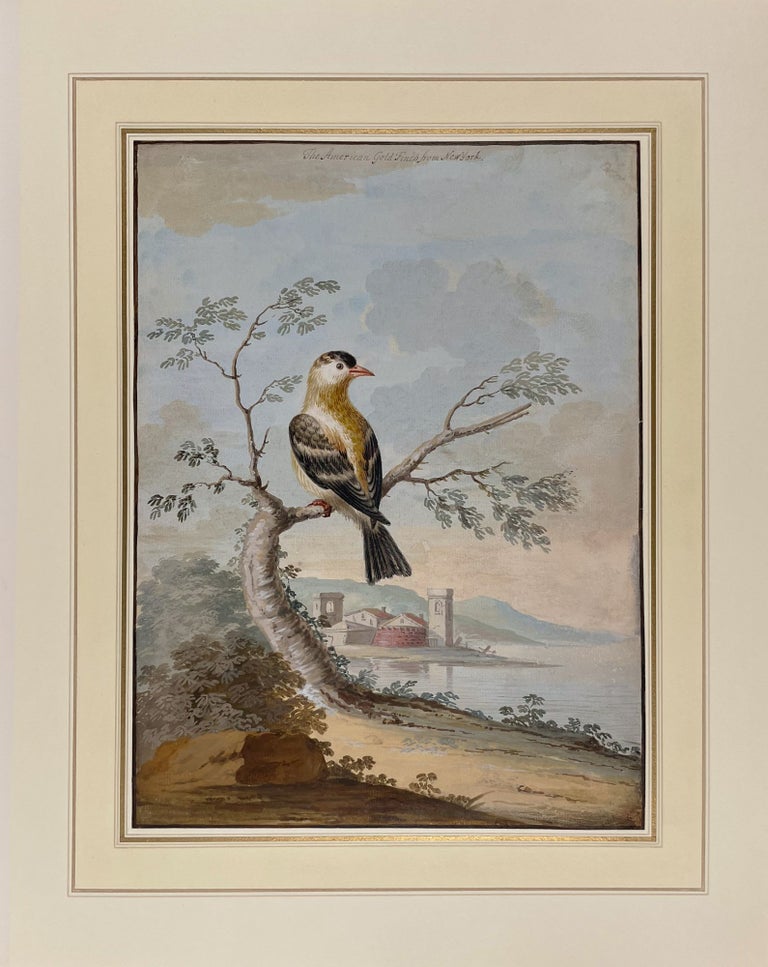 Item #40819 The Goldfinch [and] The American Goldfinch from New York... [Pair of ornithological watercolours, depicting two different goldfinches]. George EDWARDS, attributed to.