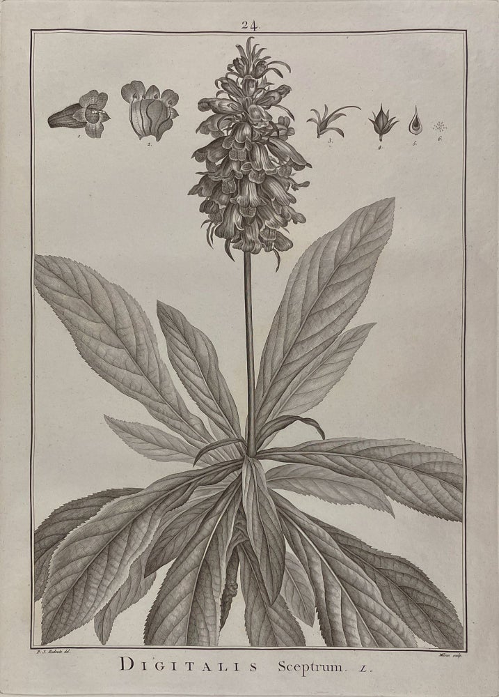 Item #40825 Sertum anglicum, seu plantae rariores quae in hortis juxta Londinum. After Pierre-Joseph REDOUTÉ, Charles-Louis L'Héritier de BRUTELLE.