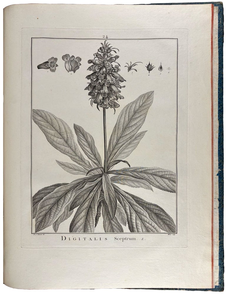Item #40825 Sertum anglicum, seu plantae rariores quae in hortis juxta Londinum. After Pierre-Joseph REDOUT&Eacute;, Charles-Louis L'H&eacute;ritier de BRUTELLE.