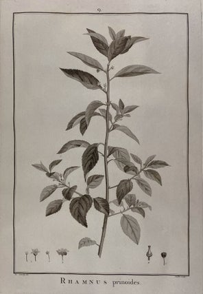 Sertum anglicum, seu plantae rariores quae in hortis juxta Londinum