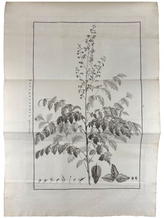 Sertum anglicum, seu plantae rariores quae in hortis juxta Londinum