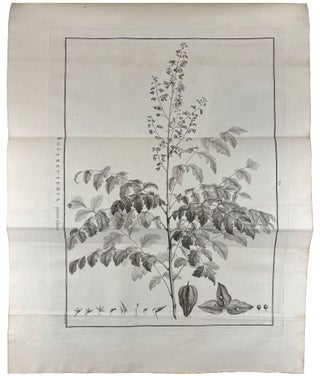 Sertum anglicum, seu plantae rariores quae in hortis juxta Londinum
