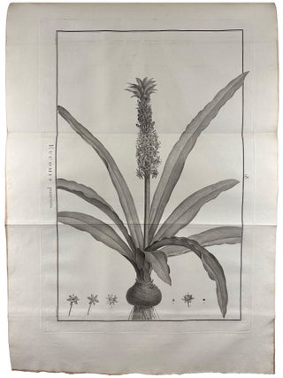 Sertum anglicum, seu plantae rariores quae in hortis juxta Londinum