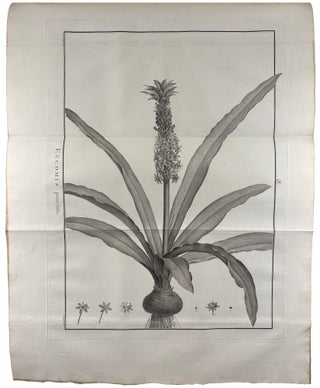 Sertum anglicum, seu plantae rariores quae in hortis juxta Londinum