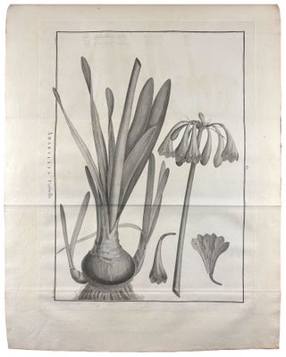 Sertum anglicum, seu plantae rariores quae in hortis juxta Londinum