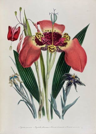 Item #40826 Complete Series of The Ladies' Flower-Garden and British Wild Flowers. Jane Wells LOUDON