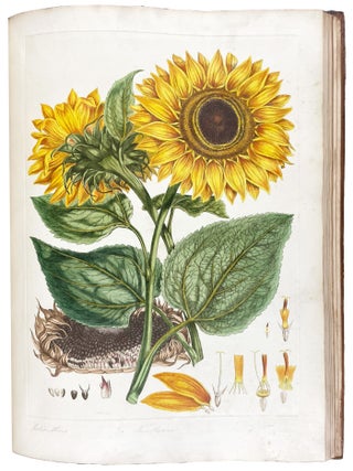 Item #40827 Illustratio Systematis Sexualis Linn&aelig;i. An Illustration of the Sexual System of...