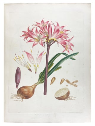 Illustratio Systematis Sexualis Linn&aelig;i. An Illustration of the Sexual System of Linnaeus
