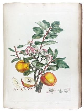Illustratio Systematis Sexualis Linn&aelig;i. An Illustration of the Sexual System of Linnaeus
