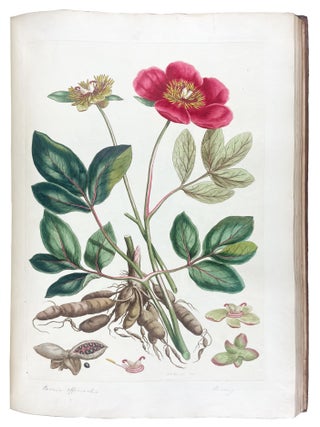 Illustratio Systematis Sexualis Linn&aelig;i. An Illustration of the Sexual System of Linnaeus