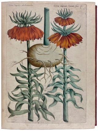 Florilegium tractans de variis floribus et aliis indicis plantis ad vivum delineatum in duabus partibus et quatuor linguis concinnatum