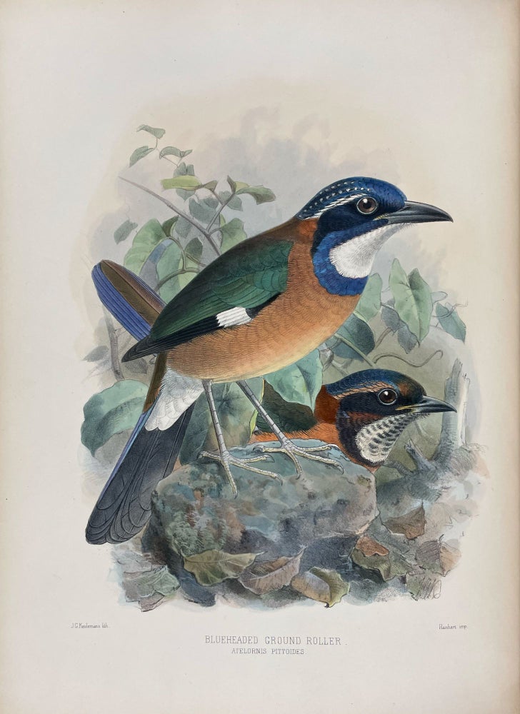 Item #40835 A Monograph of the Coraciidae, or the Family of the Rollers. Henry Eeles DRESSER.