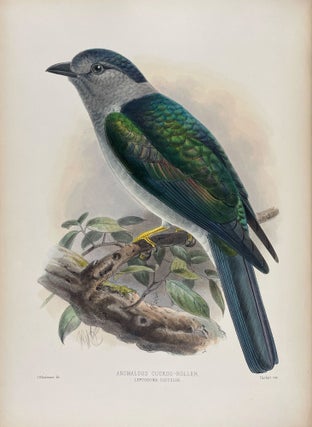 A Monograph of the Coraciidae, or the Family of the Rollers