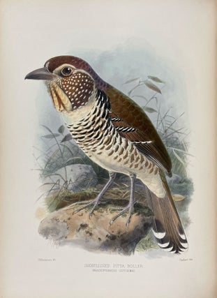 A Monograph of the Coraciidae, or the Family of the Rollers