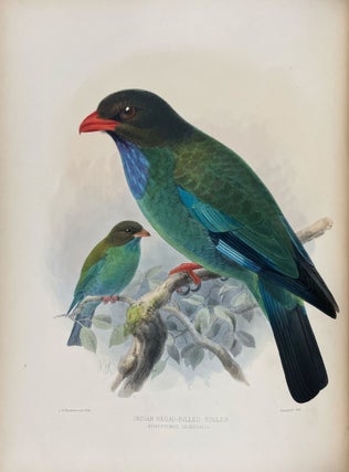 A Monograph of the Coraciidae, or the Family of the Rollers