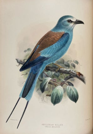 A Monograph of the Coraciidae, or the Family of the Rollers