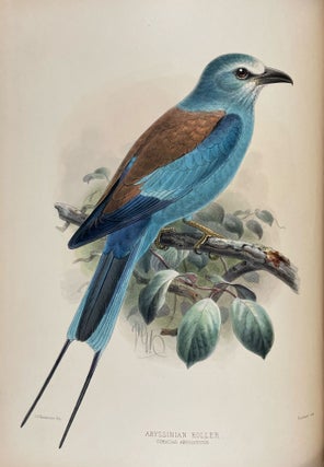 A Monograph of the Coraciidae, or the Family of the Rollers