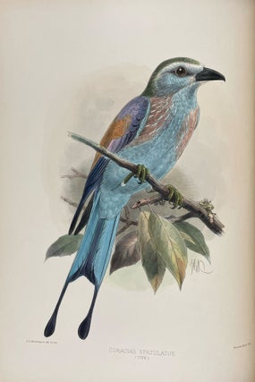 A Monograph of the Coraciidae, or the Family of the Rollers
