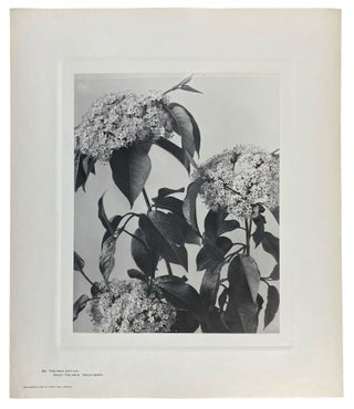 Item #40844 Wild Flowers of New England Photographed from Nature and Published: Parts II, III,...