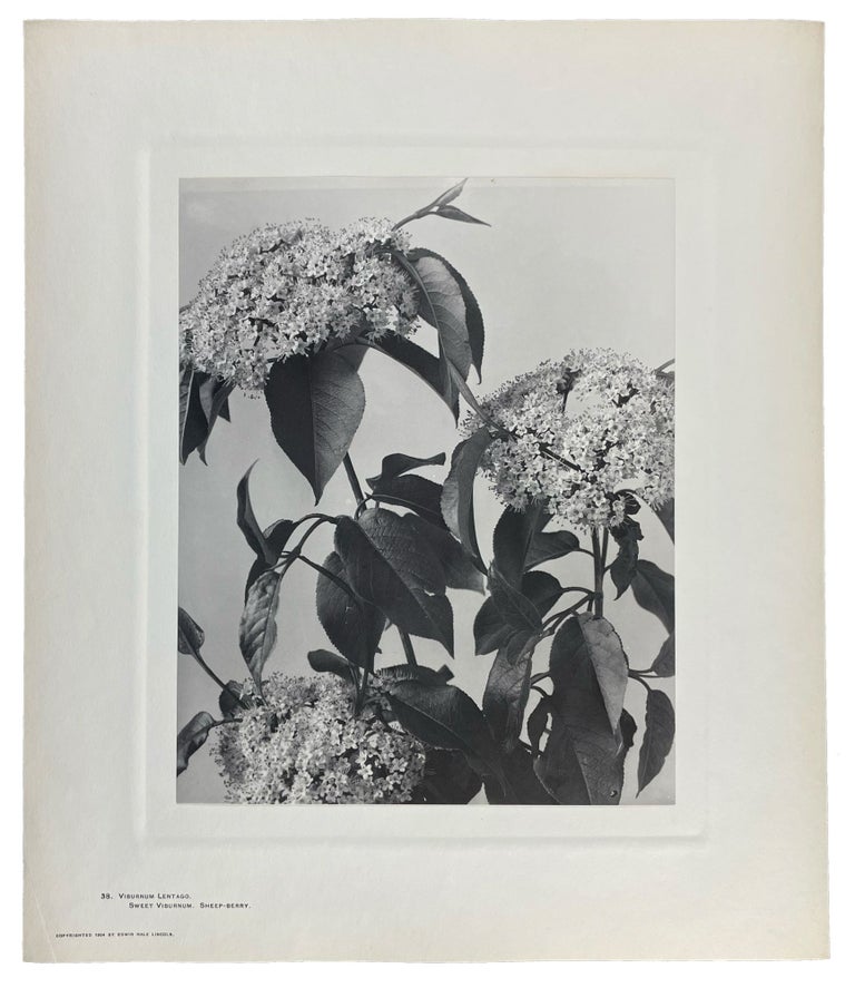 Item #40844 Wild Flowers of New England Photographed from Nature and Published: Parts II, III, IV, and VIII. Edwin Hale LINCOLN.