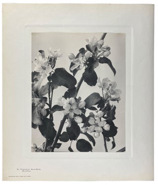 Wild Flowers of New England Photographed from Nature and Published: Parts II, III, IV, and VIII