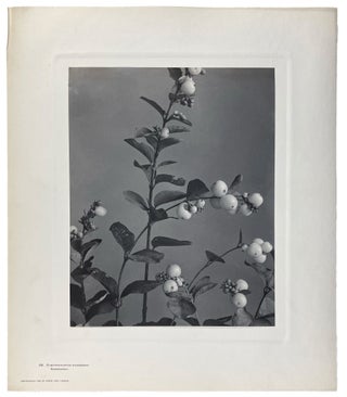 Wild Flowers of New England Photographed from Nature and Published: Parts II, III, IV, and VIII