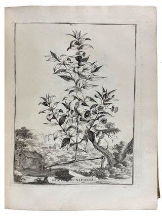Naauwkeurige Beschryving der Aardgewassen, waar in de veelerley Aart en byzondere Eigenschappen der Boomen, Heesters, Kruyden, Bloemen...beschreeven worden