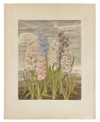 Item #40974 Hyacinths. Samuel CURTIS, Clara Maria POPE, ca