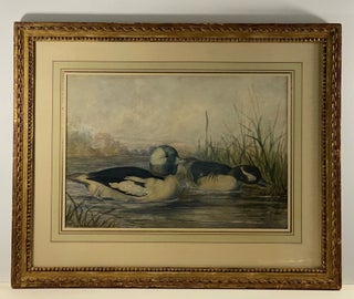Item #40975 The Buffle-Headed Duck from "Upland Game Birds and Water Fowl of the United States"...