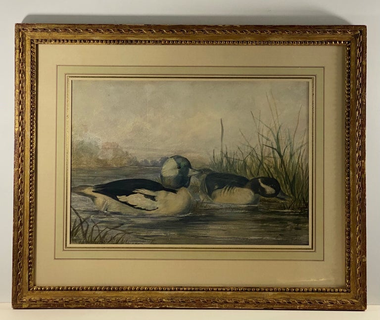 Item #40975 The Buffle-Headed Duck from "Upland Game Birds and Water Fowl of the United States" Alexander POPE, Jr.